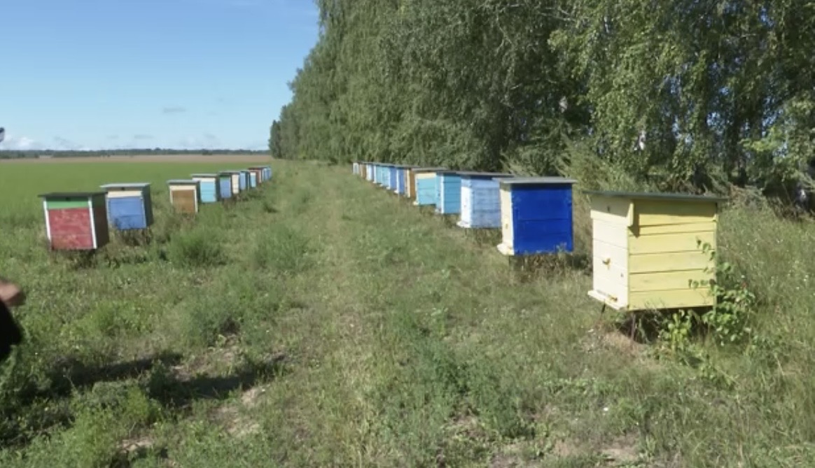 Пасека Алмаза Шакирова