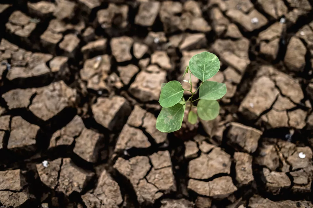 В Татарстане из-за засухи хотят ввести режим ЧС