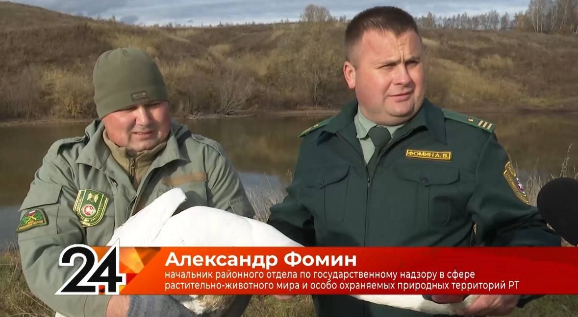 «У него перебито крыло»: как в Чувашли спасали краснокнижного лебедя
