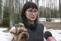 Весна, клещи, йорк: что делать - рассказывает ветеринар с Милой на поводке