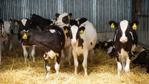 Минсельхозпрод РТ объявляет прием заявок на возмещение части затрат для ЛПХ