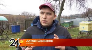 Пчелиная верность