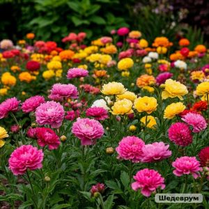 Посадка цветов для начинающих — простые советы и лучшие растения