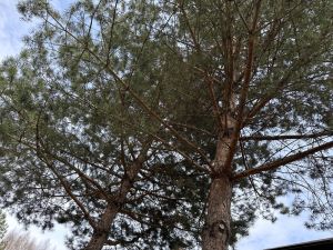 Сильный ветер в Татарстане 27 апреля: что важно знать жителям