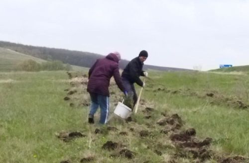Площадка праздника «Петровское заговенье» обрела собственное украшение в виде березок и елей