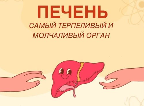 Терпеливый и молчаливый орган. Как позаботиться о печени