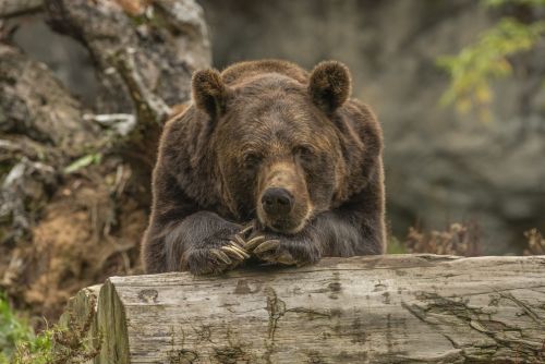Сто километров за ночь: следы медведя были замечены в одном из районов РТ