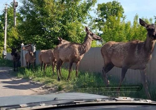 В Казани заметили, как семья маралов из Высокогорского района гуляла по улицам