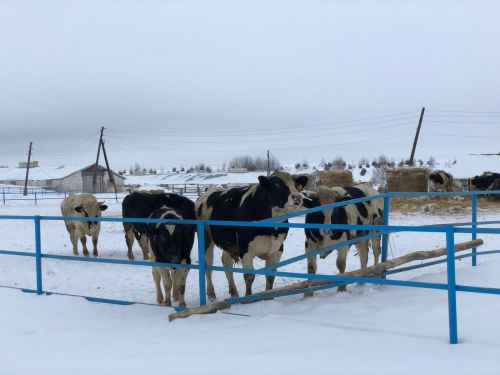 Была обсуждена реализация новых проектов в сфере производства молочной продукции в республике