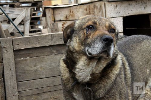 В Казани собака вцепилась в лицо ребенку на детской площадке