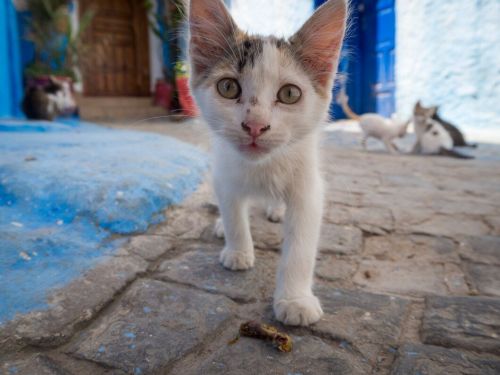В Нижнекамке погиб котенок, которого выбросили из окна