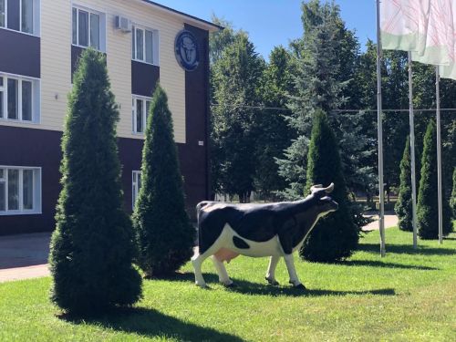 «Дочки» племенного предприятия Высокогорского района появятся в Муслюмово