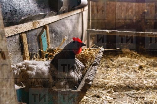 Несоблюдение биозащиты в фермерских хозяйствах Татарстана угрожает здоровью животных и населению