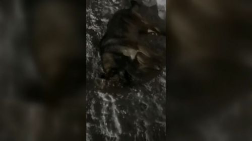 Прокуратура начала проверку по делу о жестоком отравлении собак в селе Шигали