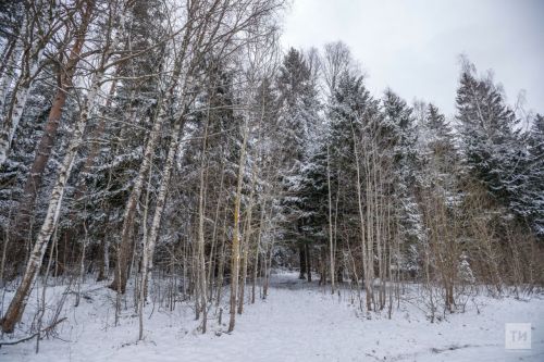 В Высокогорском районе стартовал зимний учёт животных