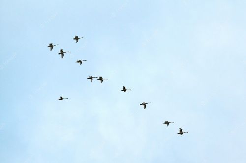 В Татарстан начинают возвращаться гуси и цапли