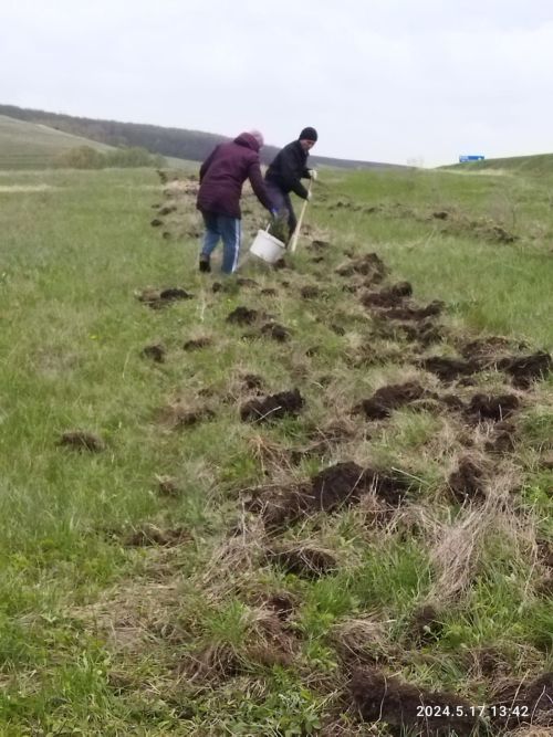 Площадка праздника «Петровское заговенье» обрела собственное украшение в виде березок и елей