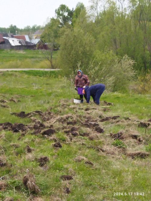 Площадка праздника «Петровское заговенье» обрела собственное украшение в виде березок и елей