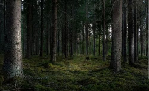 Лесовосстановление в Татарстане выполнено на 100% от плана 2024 года