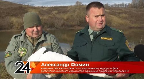 «У него перебито крыло»: как в Чувашли спасали краснокнижного лебедя