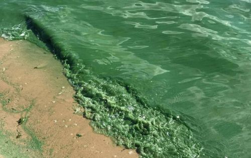 Водоёмы Татарстана «зацвели» — купание опасно для жизни