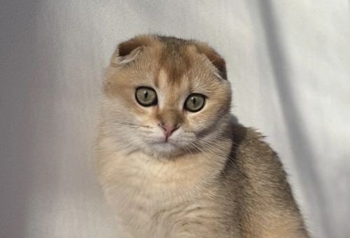 Как кошки влияют на человека и его здоровье
