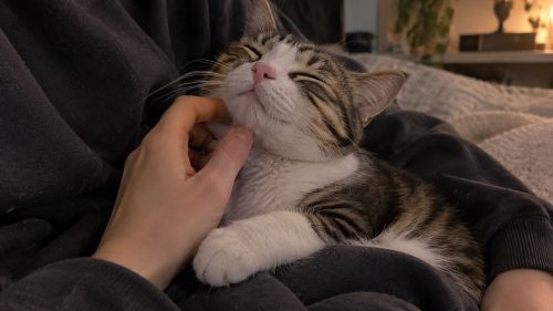 Ученые объяснили пользу мурлыканья кошек для здоровья человека