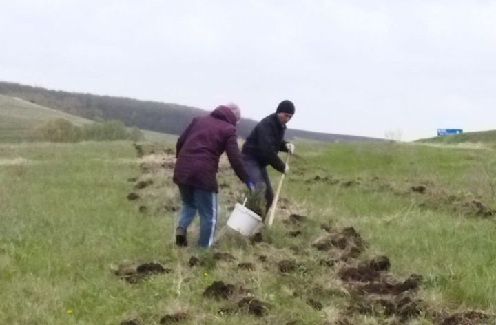 Площадка праздника «Петровское заговенье» обрела собственное украшение в виде березок и елей