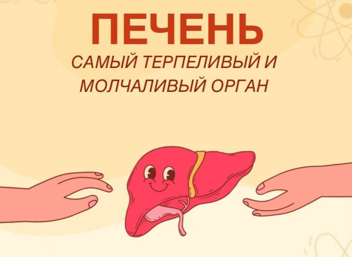 Терпеливый и молчаливый орган. Как позаботиться о печени