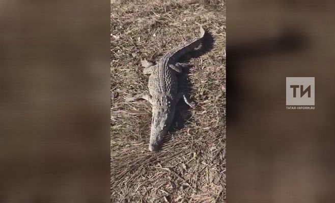 На видео сняли мертвого крокодила неподалеку от Чистополя