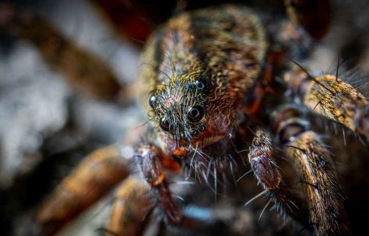 Старейший паук в мире умер в Австралии