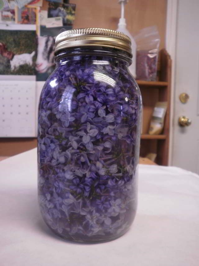 Пока цветет сирень, заполните банку растительным маслом и фиолетовыми цветками…