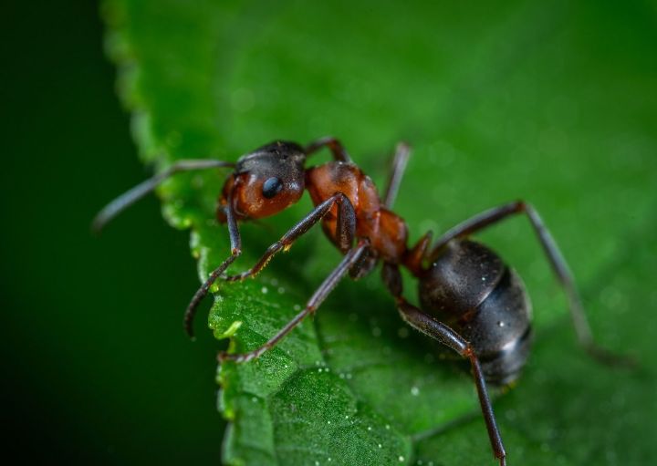Как избавиться от садовых муравьев