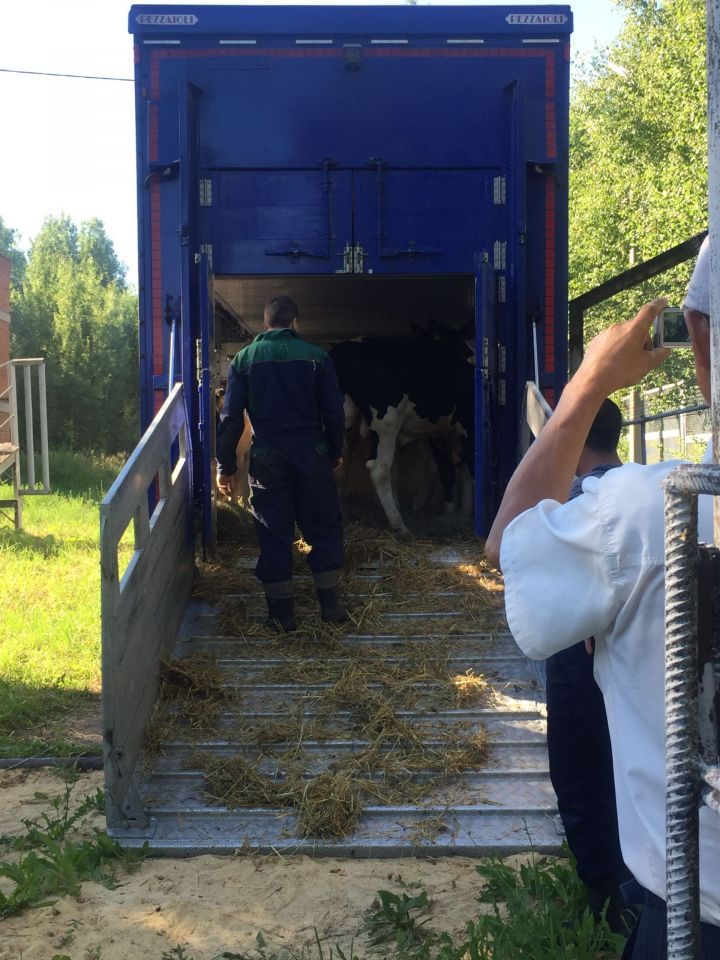 В Высокогорский район доставлены 11 быков из Нидерландов и Германии