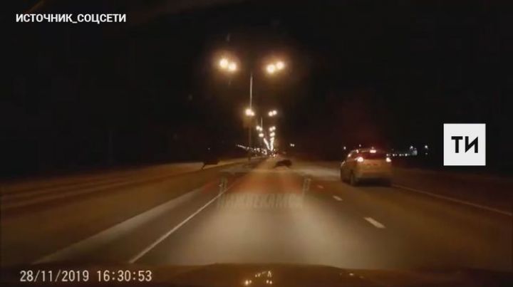 Очевидцы сняли на видео, как кабаны перебегают перед авто трассу в Татарстане