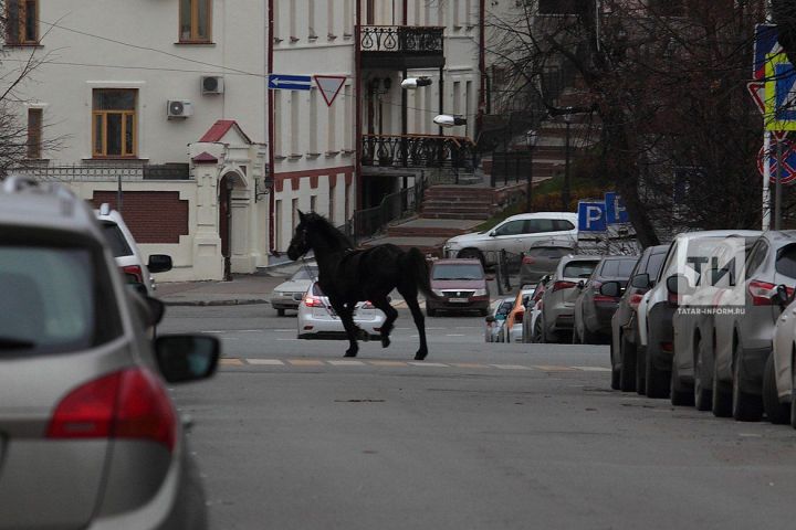 У стен Казанского Кремля на видео сняли сбежавшую от хозяина лошадь