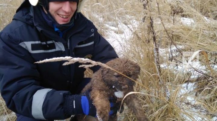 Казанские спасатели помогли щенкам, провалившимся в глубокую яму