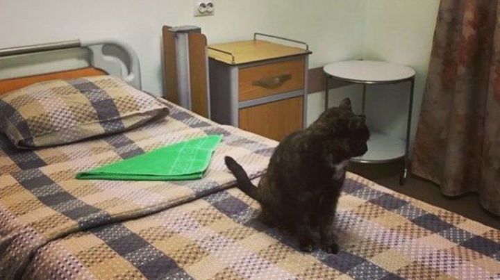 В казанском хосписе кошка начала сильно тосковать после смерти пациентки