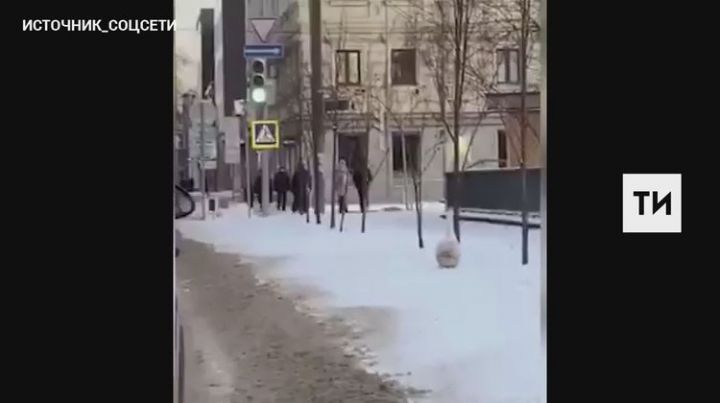 На видео сняли гуляющего по снегу в центре Казани гуся