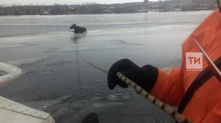 На реке Кама в Елабужском районе спасли провалившегося под лед лося