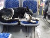 Зоозащитница просит не обижать пса, который любит каждый день кататься на автобусах