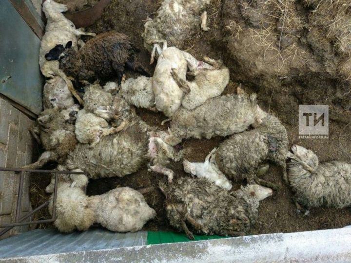 Волки или дикие собаки? Кто загрыз почти три десятка овец татарстанского фермера