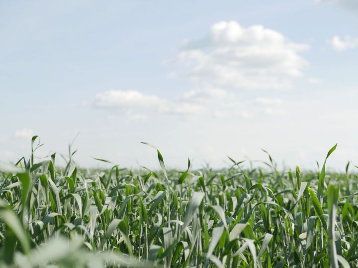Важно совмещать защиту и питание растений: в Минсельхозпроде РТ аграриям напомнили, что является залогом успешного урожая