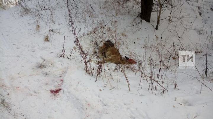 В Татарстане задержаны браконьеры, которые забавы ради убили трех лосей и двух косуль