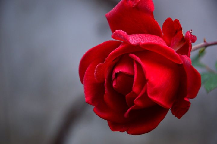Розы вместо оружия: военные высадят розарии к Дню Победы