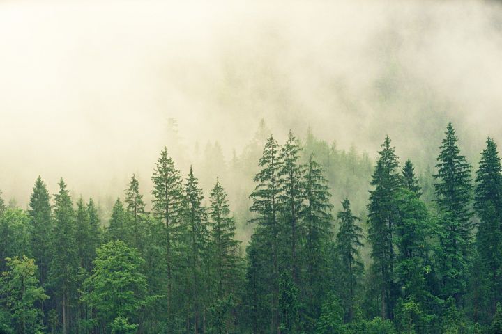200 млн.рублей получит Татарстан по нацпроекту «Экология» для сохранения лесов
