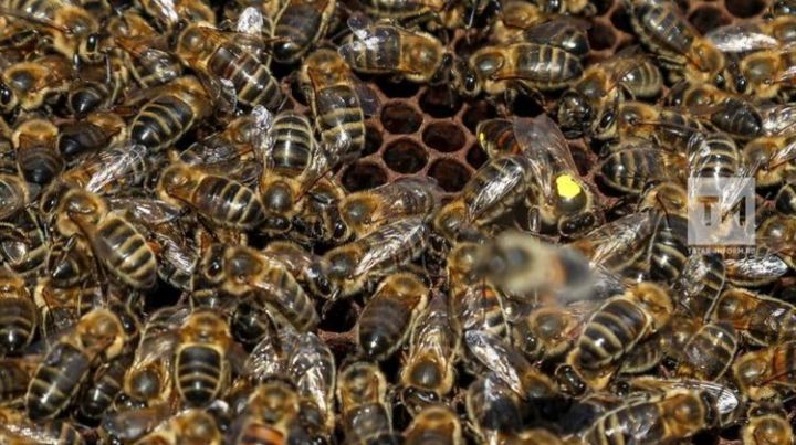 Татарстанским пчелам сделают паспорта из-за их массовой гибели прошлым летом
