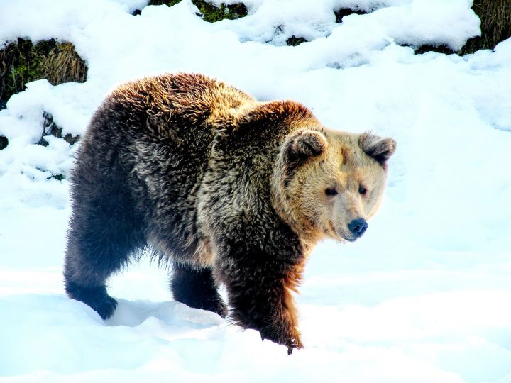 Медведь в Казанском зоопарке: "Проснулся, поел снега и уснул"