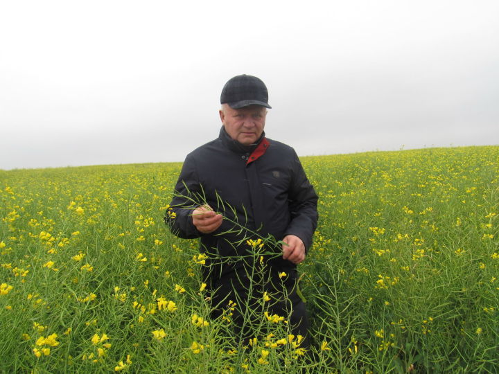 В хозяйстве Высокогорского района получили рекордный урожай яровой пшеницы