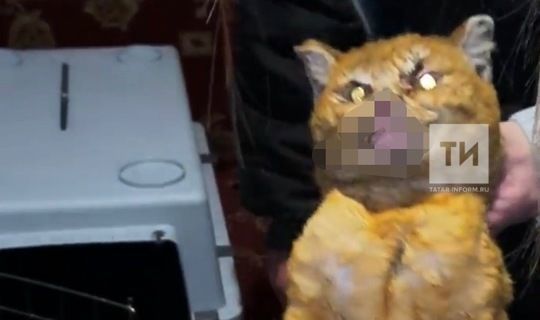 В Елабуге возбудили уголовное дело после попытке сжечь кошку заживо в печи